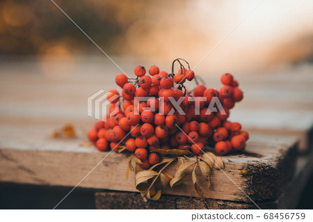 Rowan berries on a wooden surface close-up. Autumn fruits, harvest 68456759