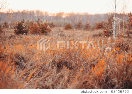dry grass, scorched earth. Drought as a threat of forest fires. Autumn period, harvest time, preparation for winter dry grass, scorched earth. Drought as a threat of forest fires. Autumn period, harvest time, preparation for winter 68456763