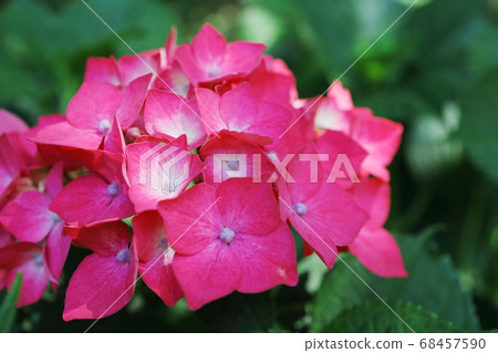 閃耀在綠色中的美麗繡球花 閃耀在綠色中的美麗繡球花 68457590