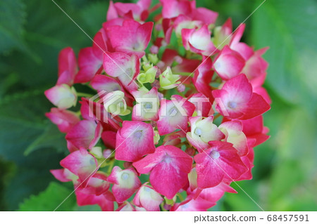 閃耀在綠色中的美麗繡球花 閃耀在綠色中的美麗繡球花 68457591