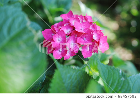 閃耀在綠色中的美麗繡球花 68457592