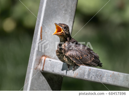 Young Eurasian Blackbird Fledgling Sits On Ladder and Waits To Be Fed With Wide Open Beak 68457896