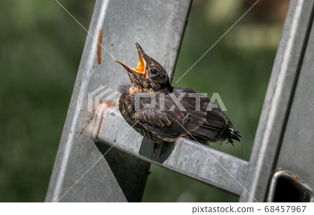 Young Eurasian Blackbird Fledgling Sits On Ladder and Waits To Be Fed With Wide Open Beak 68457967