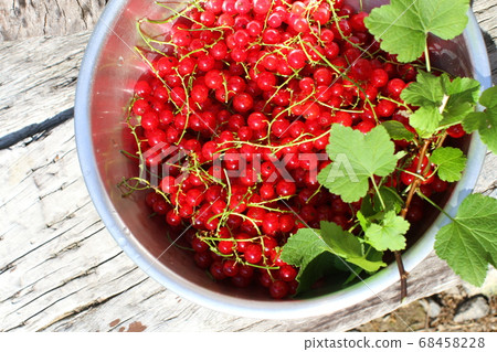 紅醋栗碗裡的紅碗 68458228