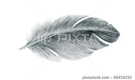 Bird grey feather watercolor realistic image.  68458293