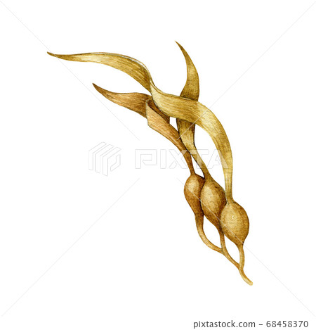 Seaweed laminaria watercolor illustration. Seaweed laminaria watercolor illustration. 68458370