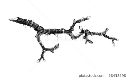 Spring magnolia branch black ink illustration.  68458398