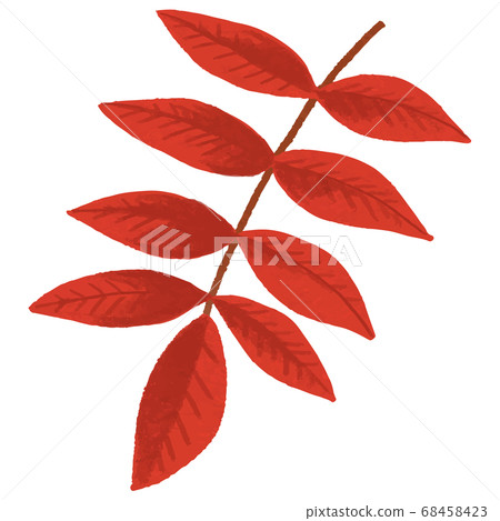 Illustration of rowan 68458423