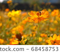 Bee on flower 68458753