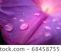 Dripping morning glory 68458755