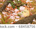 Relaxing time 68458756
