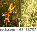 Dynamic Swallowtail 68458757