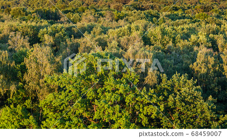 above view of oak tree in forest in summer evening 68459007