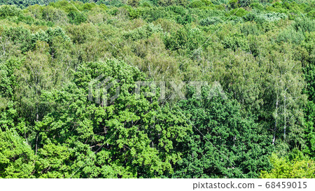 oak tree in green forest in summer oak tree in green forest in summer 68459015
