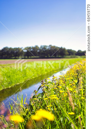 Summer landscape in the Netherlands with green meadow and calm stream and field of dandelions yellow flower in the blue sky Summer landscape in the Netherlands with green meadow and calm stream and field of dandelions yellow flower in the blue sky 68459770