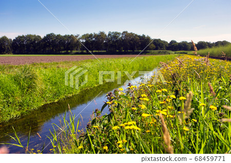 Summer landscape in the Netherlands with green meadow and calm stream and field of dandelions yellow flower in the blue sky Summer landscape in the Netherlands with green meadow and calm stream and field of dandelions yellow flower in the blue sky 68459771