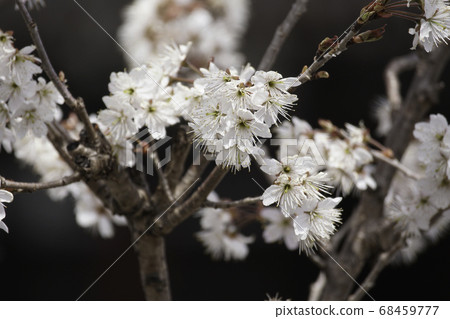 Cherry blossoms Cherry blossoms 68459777