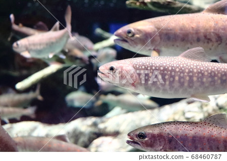 在愛知縣豐川市京瓷樂園的水族館裡游泳的炭火和河魚 照片素材 圖片 圖庫