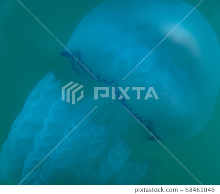 jellyfish in the blue sea. sea water wildlife  68461046
