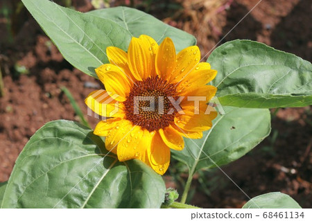 A sunflower after the rain A sunflower after the rain 68461134