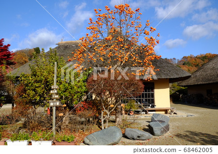 秋天的私人住宅和柿子樹 68462005