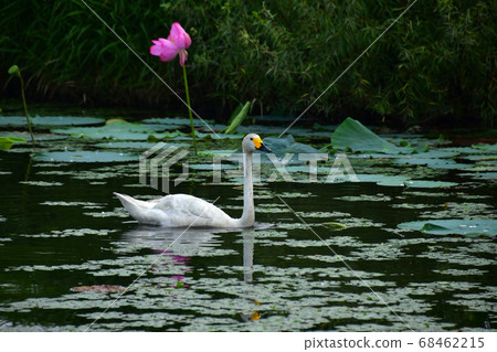 Summer of Luohu Summer of Luohu 68462215