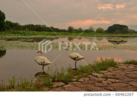 Summer of Luohu 68462267