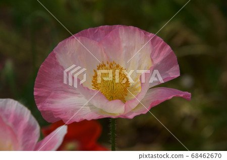 Iceland Poppy 68462670