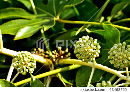 The fruit of a jude 68462763