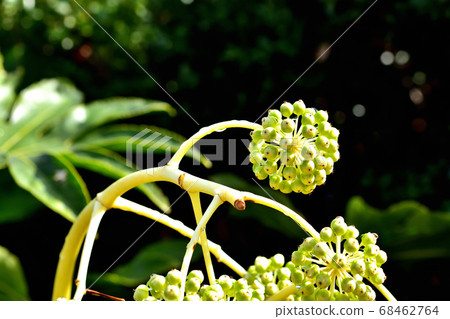 一個猶豫的果實 68462764