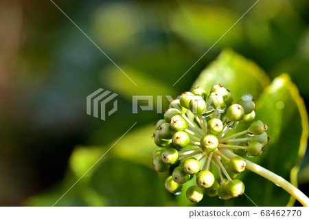 一個猶豫的果實 68462770