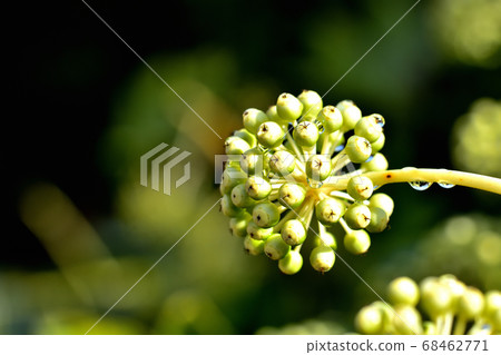 一個猶豫的果實 68462771