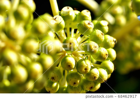 一個猶豫的果實 68462917