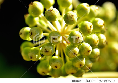 一個猶豫的果實 68462918