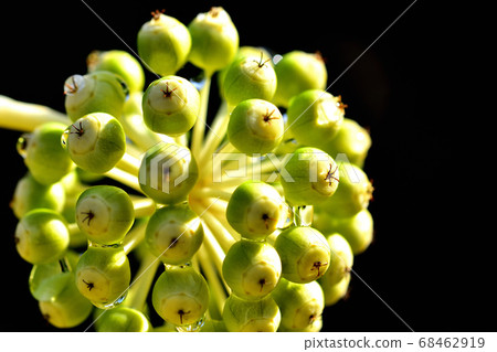 The fruit of a jude The fruit of a jude 68462919