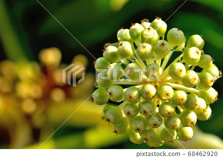 The fruit of a jude 68462920