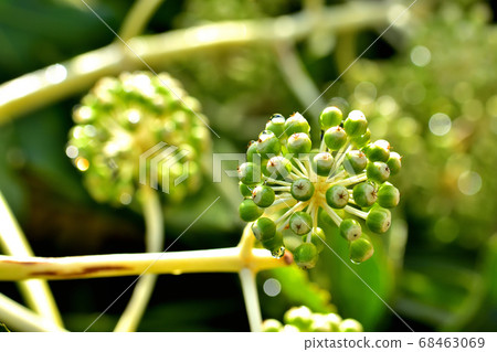 一個猶豫的果實 68463069