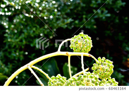 The fruit of a jude The fruit of a jude 68463164