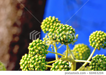 The fruit of a jude 68463204