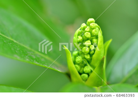 Aoki's flower Aoki's flower 68463393
