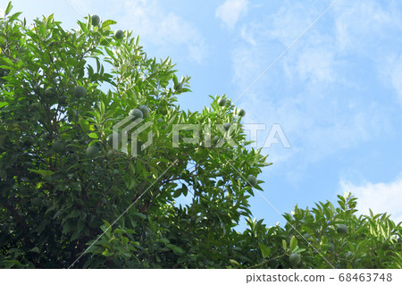 Citrus tree with blue fruits Citrus tree with blue fruits 68463748