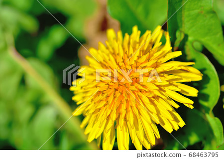在春天盛開的黃色花蒲公英 在春天盛開的黃色花蒲公英 68463795