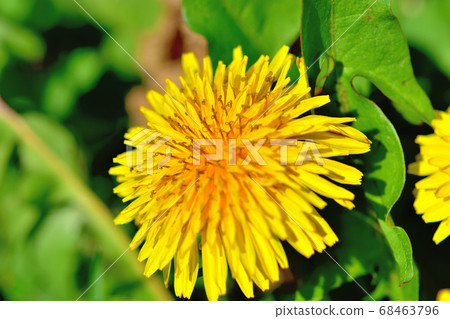 Yellow flower dandelion blooming in spring Yellow flower dandelion blooming in spring 68463796