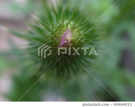 American onion 68464013