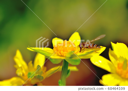 Yellow cute flower of Ryukinka blooming in spring 68464109