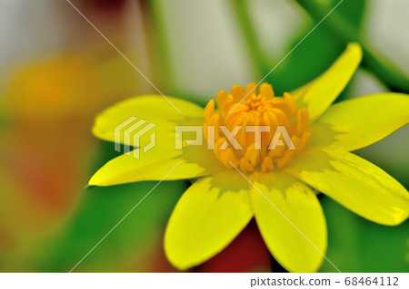 Yellow cute flower of Ryukinka blooming in spring 68464112