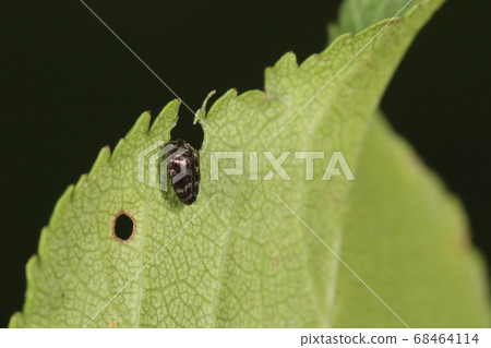 7月，Buprestida生物昆蟲。在公園的李子樹上吃飯。好像你在咬樹葉 68464114