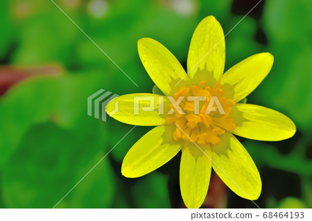 Ryukinka的黃色可愛花開在春天 68464193