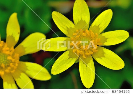 Yellow cute flower of Ryukinka blooming in spring 68464195