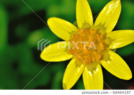 Yellow cute flower of Ryukinka blooming in spring Yellow cute flower of Ryukinka blooming in spring 68464197